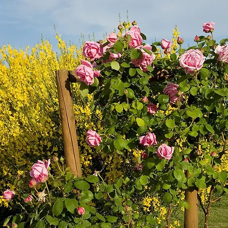 Farm stay Relais Tenuta Del Gallo *